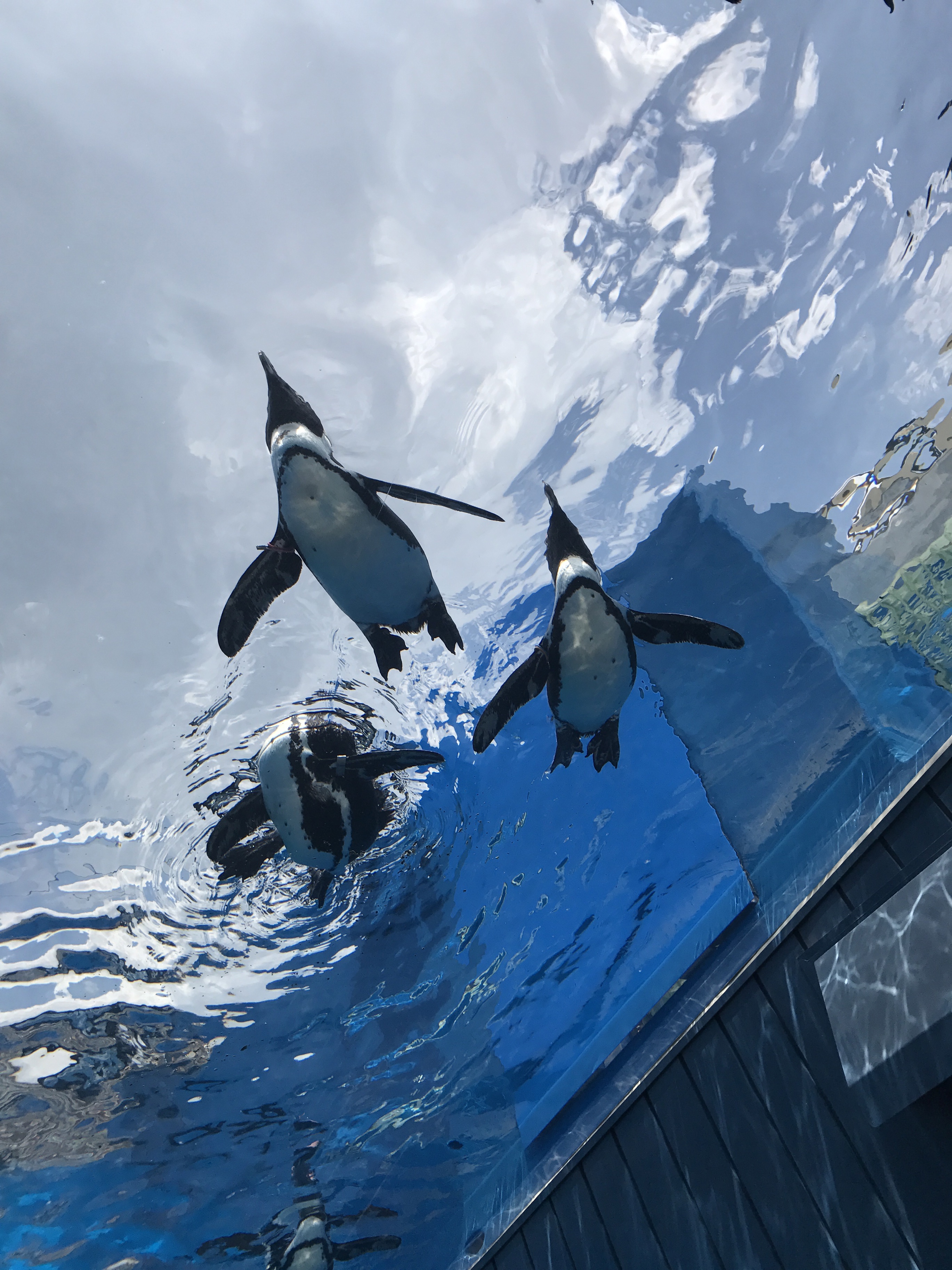 サンシャイン水族館