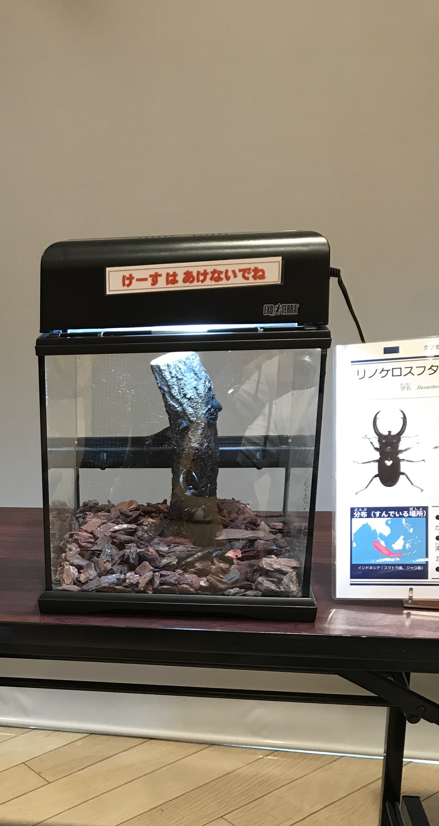 石川県ふれあい昆虫館