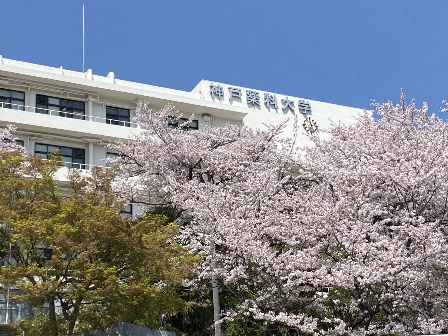 神戸薬科大学