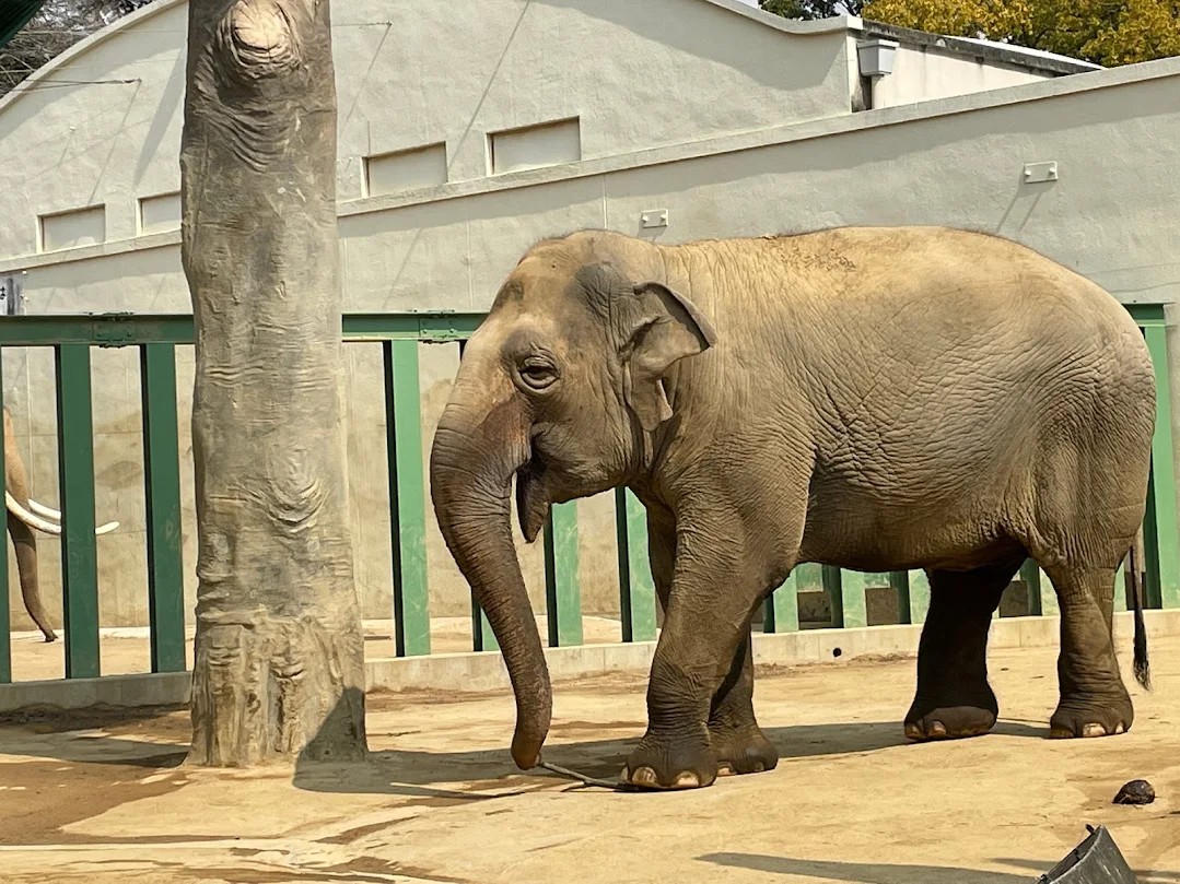 神戸市立王子動物園