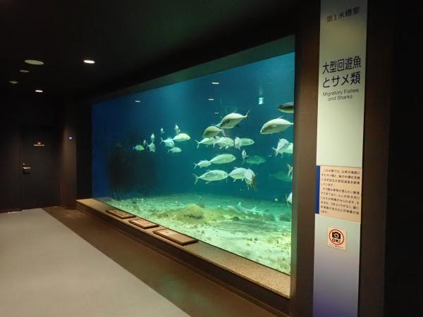 京都大学フィールド科学教育研究センター瀬戸臨海実験所水族館