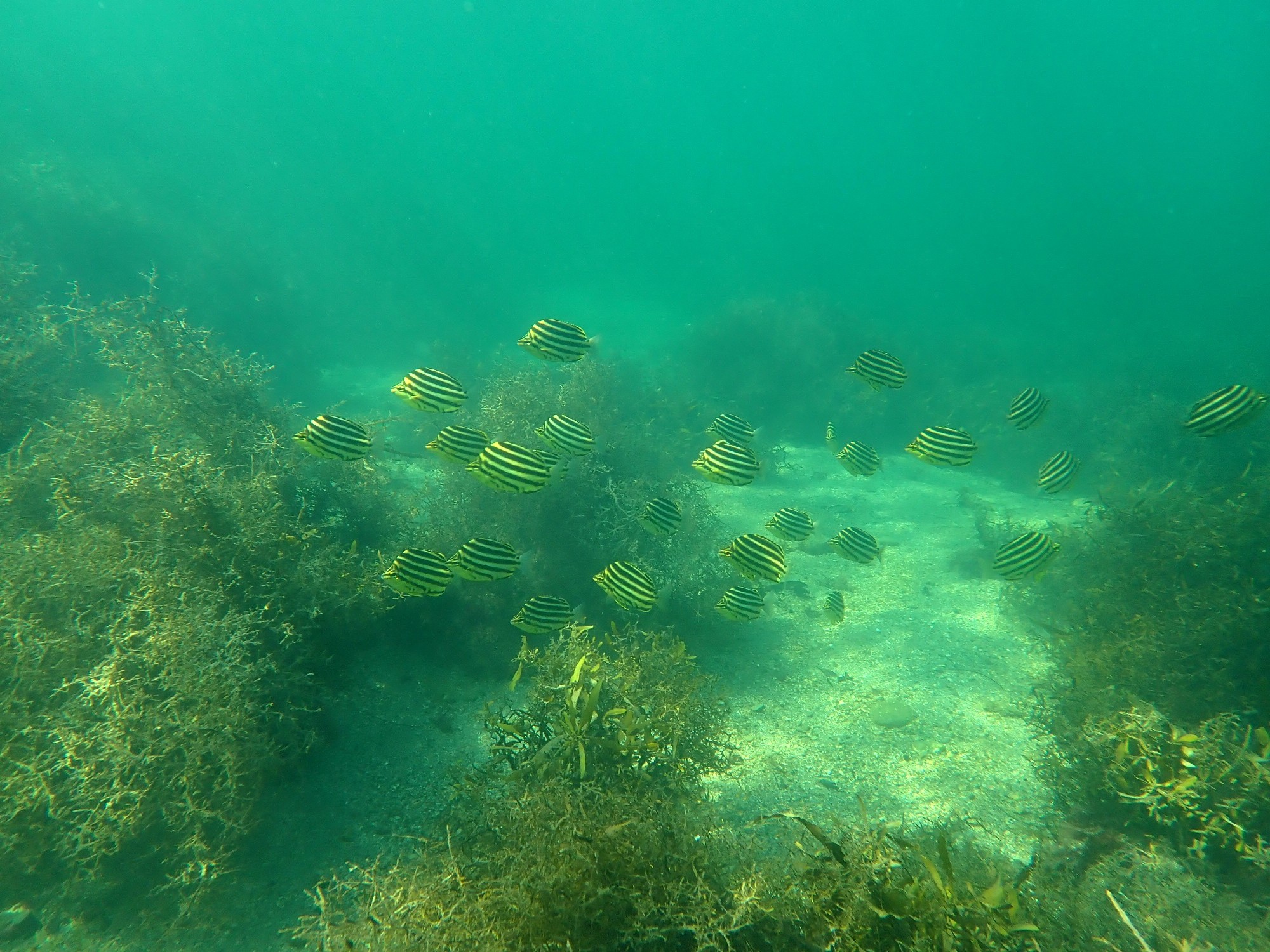 勝浦海中公園