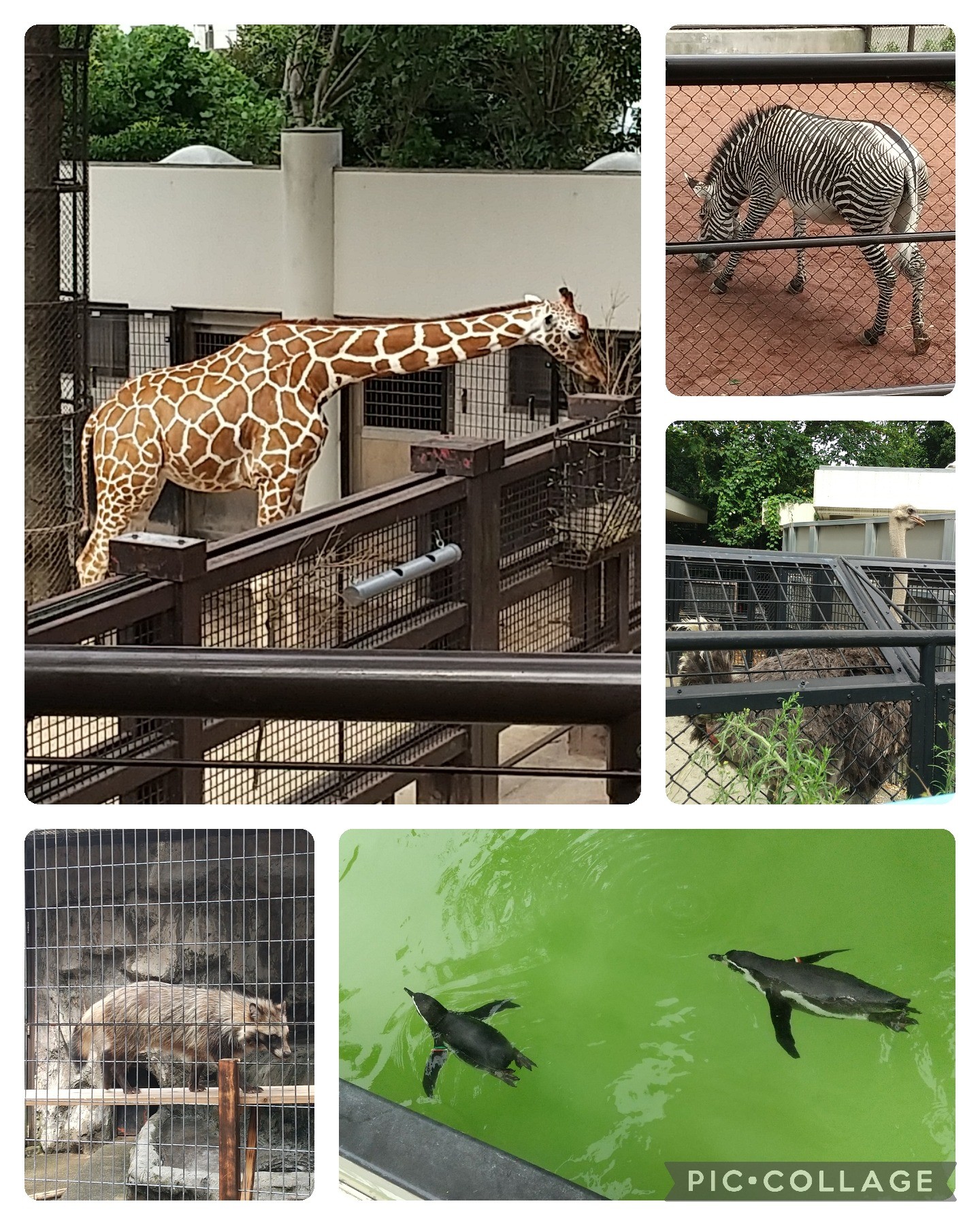 野毛山動物園