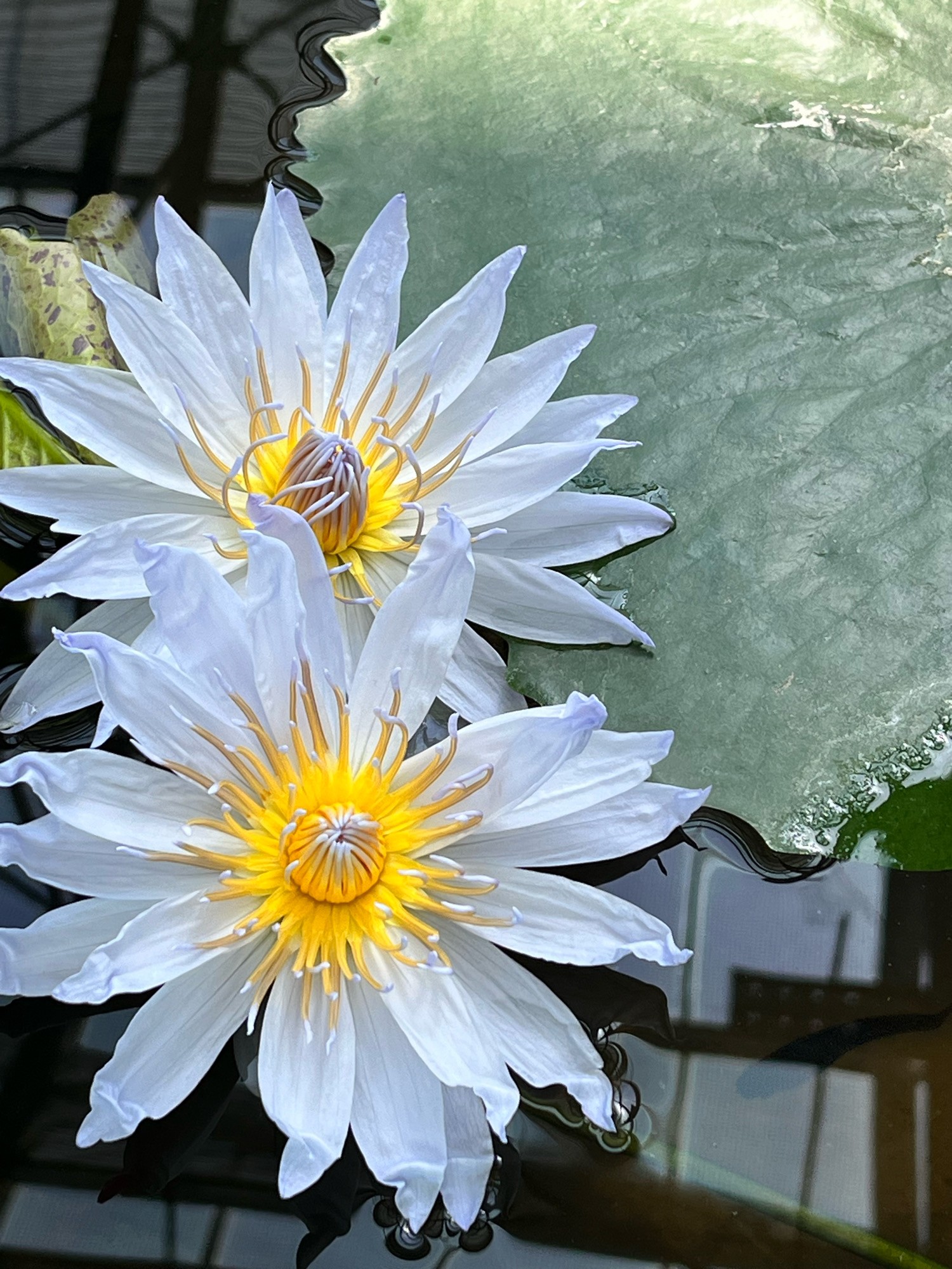 掛川花鳥園