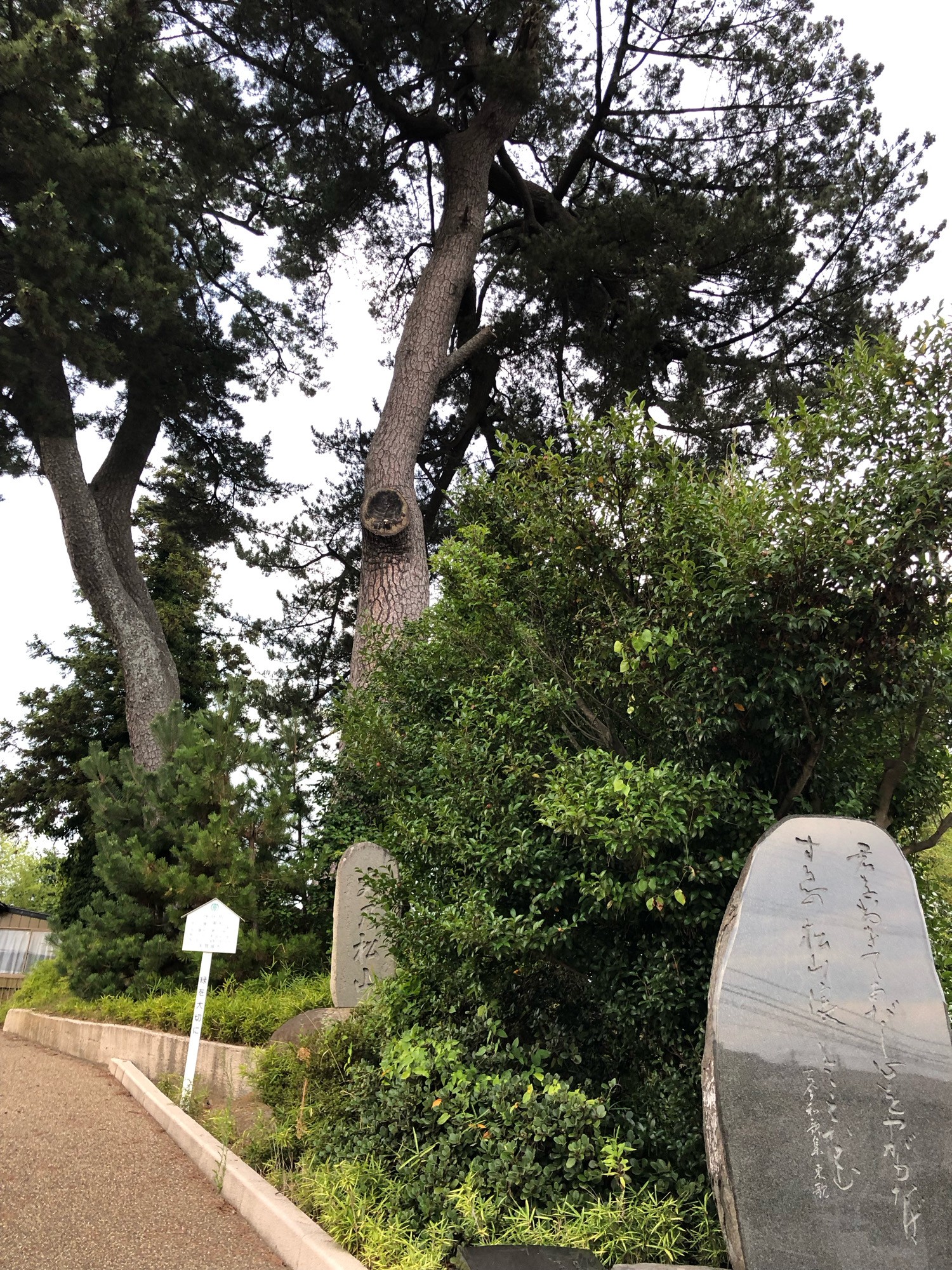 末の松山