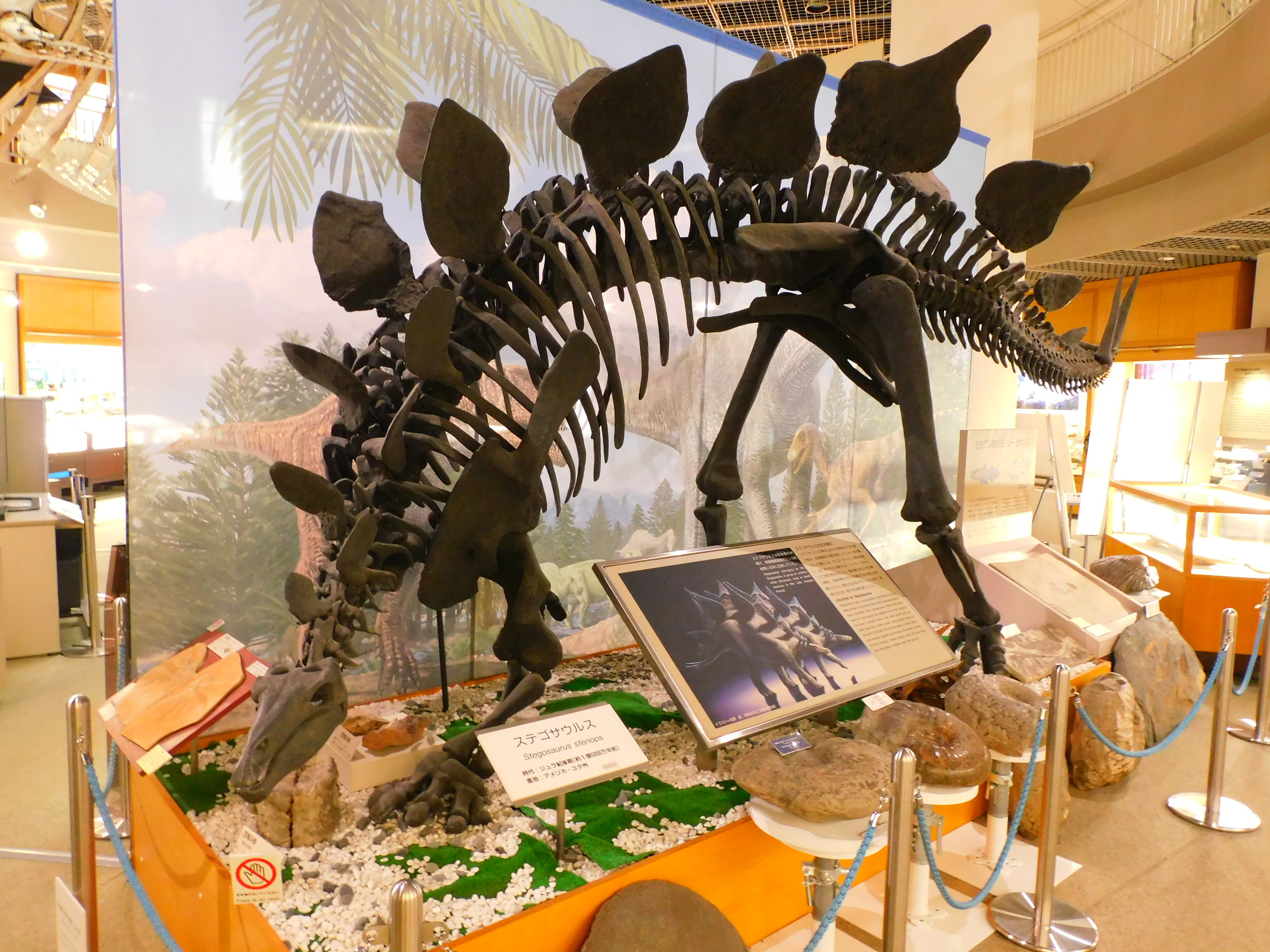 東北大学総合学術博物館